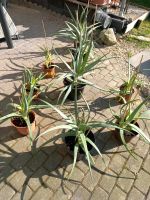 Aloe Vera Barbadensis Miller Heilpflanzen  Große und Mittlere Nordrhein-Westfalen - Bad Oeynhausen Vorschau