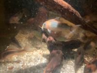 Corydoras Eques Baden-Württemberg - Bretzfeld Vorschau