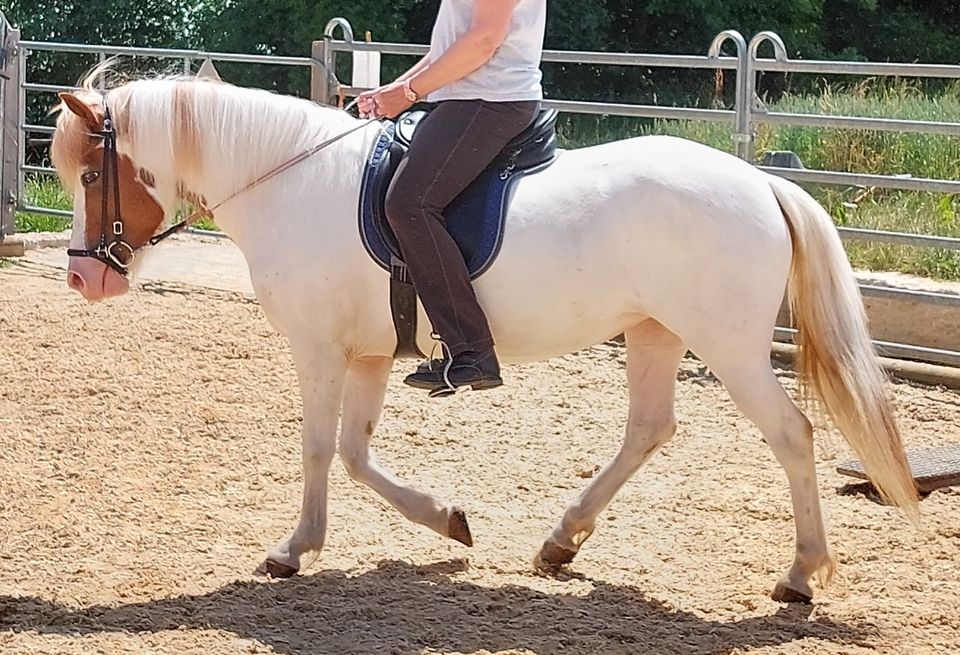 Reitbeteiligung auf Isländer in Dürnau