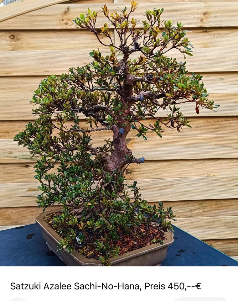 Ich verkaufe hochwertige Bonsai-Bäume, siehe Bilder mit preise in Beckingen