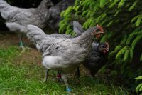 Silverudd Bla Hahn Hähne Huhn Silverudds Blå Rheinland-Pfalz - Bad Marienberg Vorschau