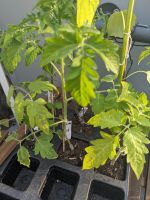 Tomatenpflanze Ildi - Multiflora Sorte Mitte - Wedding Vorschau