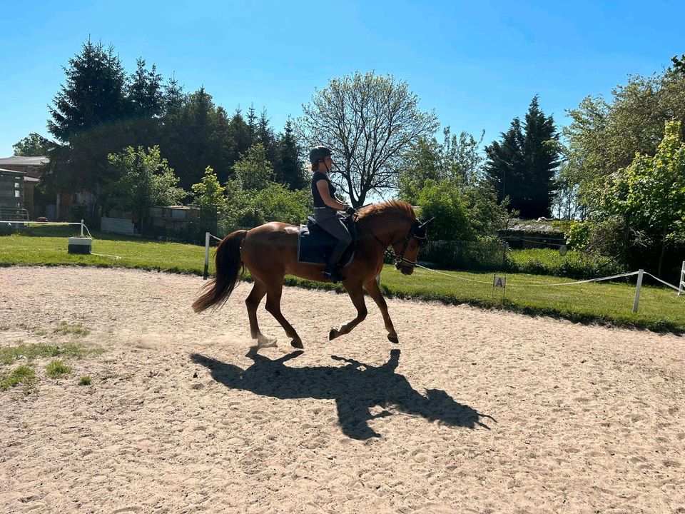 Beritt Pony's & Großpferde/Einreiten/Ausbildung Pferde in Tribsees