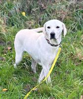 Ragna, Hündin, ca 3,5 Jahre, ca 50 cm, Labrador-Mix Nordrhein-Westfalen - Wegberg Vorschau