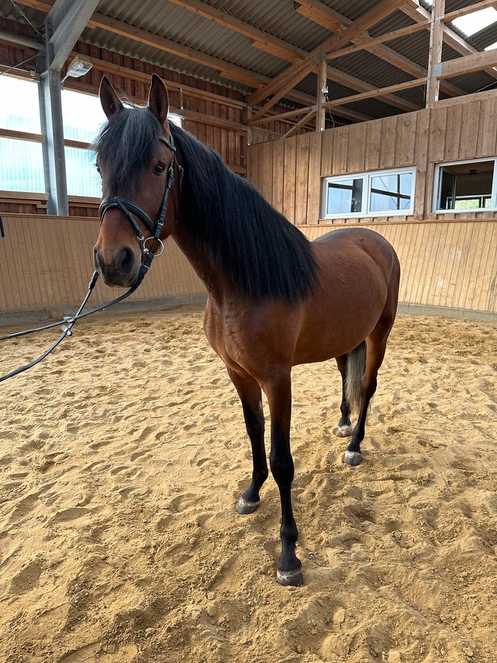 ⭐️ Ausdrucksstarker Spanier Wallach #1,53m #Freizeitpferd in Schmallenberg