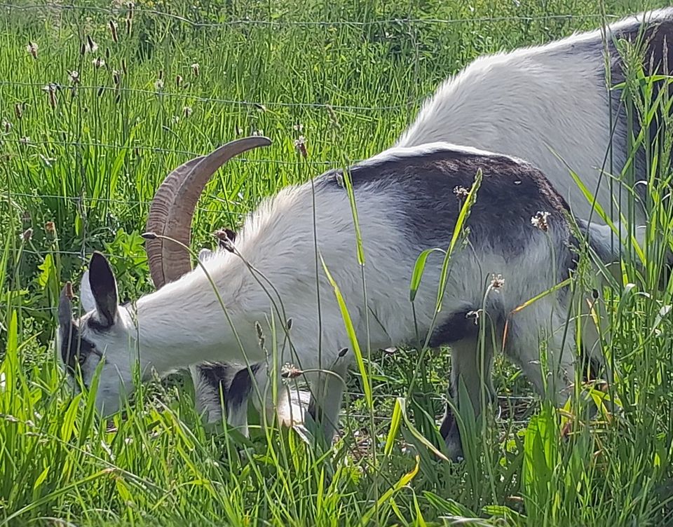 Junge Pfauenziegen in Wittlingen