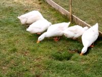 Amerikanische Pekingenten Peking Ente BE Bayern - Oberviechtach Vorschau