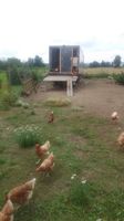 Eier aus Hühnermobil Freilandhaltung vom Erzeuger Baden-Württemberg - Altheim (bei Riedlingen) Vorschau