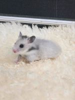 ❤️ Goldhamster Teddyhamster Satinhamster Babyhamster abgzugeben❤️ Bayern - Syrgenstein Vorschau