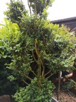 Buchsbaum Pon Pon 1,7m hoch Sonderpreis!! Nordrhein-Westfalen - Erwitte Vorschau