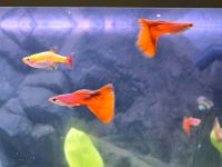 Guppy FULL RED (volles rot)  Guppys 7 Jungfische Wuppertal - Langerfeld-Beyenburg Vorschau