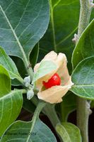 Ashwagandha '(Withania somnifera)' * Pflanze * 30 cm * Bayern - Günzburg Vorschau