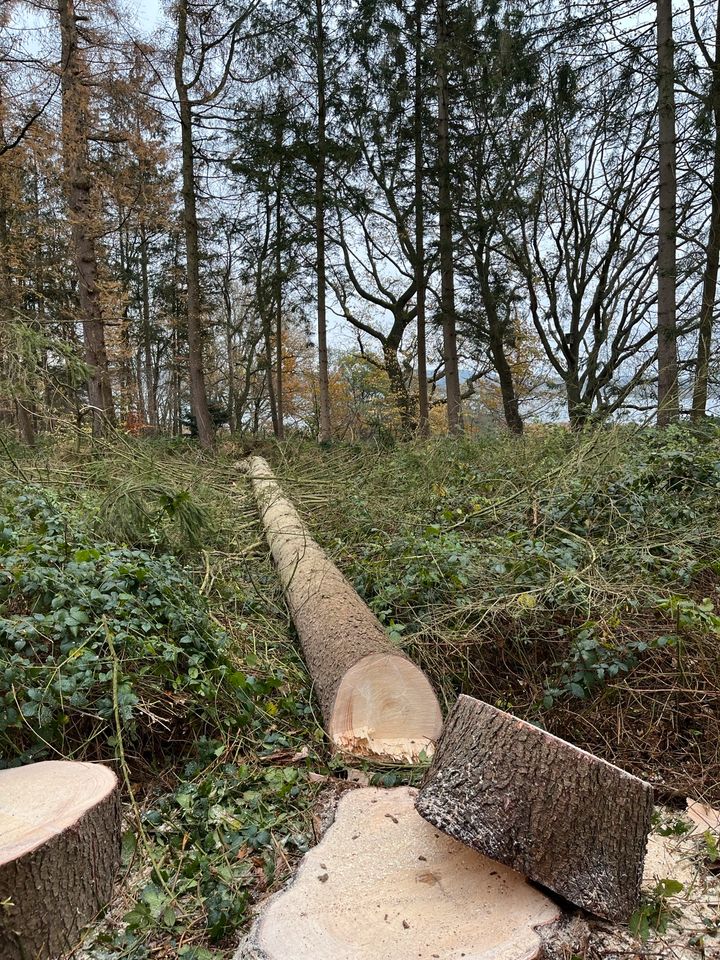 Bauarbeiten Baumpflege Baumfällung in Kiel