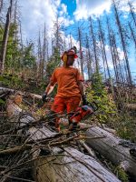 Sturmholz Käferholz Wald Forst Sachsen - Striegistal Vorschau