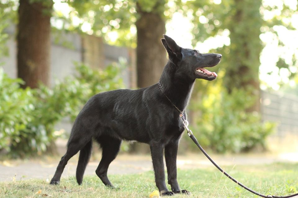 DDR-Linie, Schäferhund mit geradem Rücken in Schneiderkrug