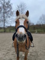 Reitbeteiligung -  Pferd sucht zuverlässigen Reiter Baden-Württemberg - Uhldingen-Mühlhofen Vorschau