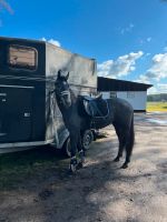 Stute, Contender Enkeltochter, XXL Pony , Kleinpferd, 3Jährig Niedersachsen - Marklohe Vorschau