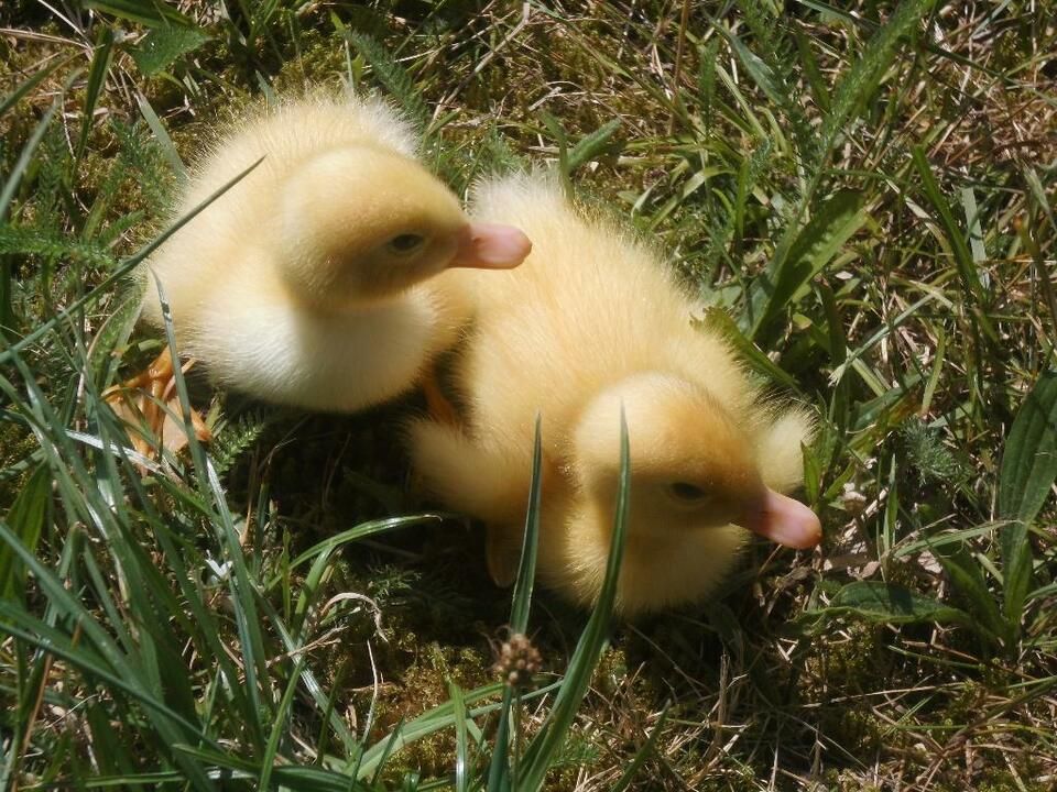 Aylespuryenten Küken am 28. 05 geschlüpft Enten in Hövelhof