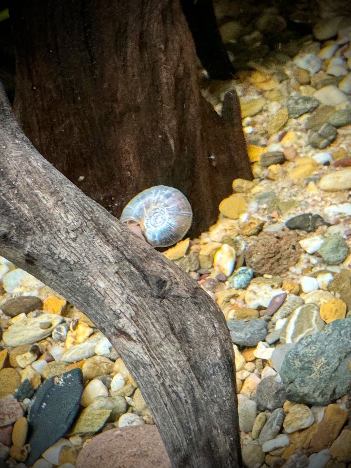 Guppy Gemischte bunte Guppy’s leuchtende prachtvolleFarbgebungen in Isernhagen