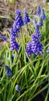 Traubenhyazinten blau, Muscari Brandenburg - Großbeeren Vorschau