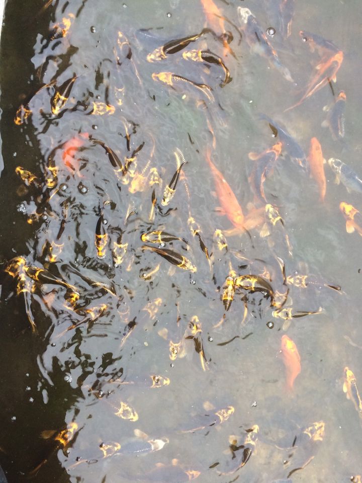 Koi teichfische in Mainz