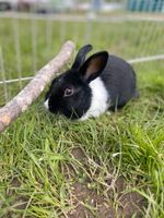 Kaninchen Zippen und Kastraten abzugeben ! Schleswig-Holstein - Rümpel Vorschau
