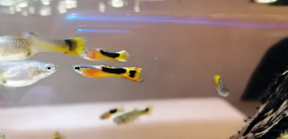 Guppys 'Red Chest Saddleback' Endler für 3,00 € das Paar in Oberlungwitz