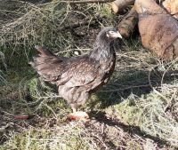 Barnevelder Hennen / Hühner Niedersachsen - Moisburg Vorschau