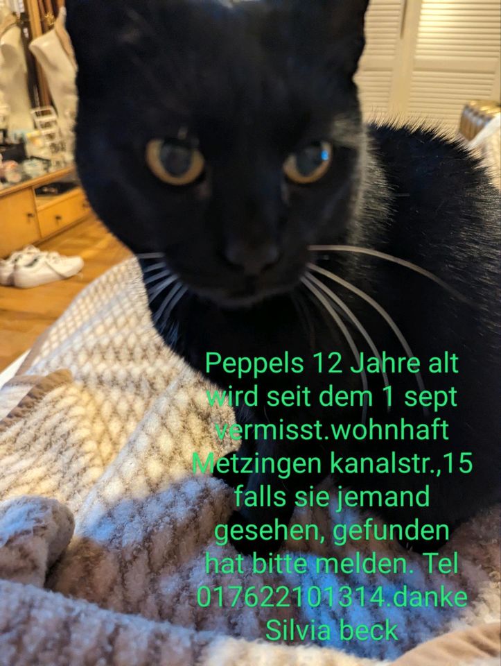 Katze Peppels..vermisst seit 1 sept. in Riederich