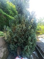 Ca. 3m hohe Thuja Pflanze zu verschenken Bayern - Aislingen Vorschau