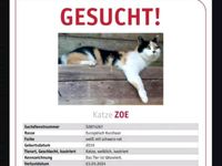 Entlaufene oder gestohlene Kätzin Verlust Datum 3.3.24 Bayern - Obing Vorschau