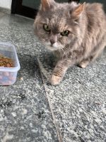 Gefunden: Katze Baden-Württemberg - Singen Vorschau