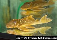 L 200 Hemiancistrus subviridis "Yellow Phantom" Bayern - Raubling Vorschau