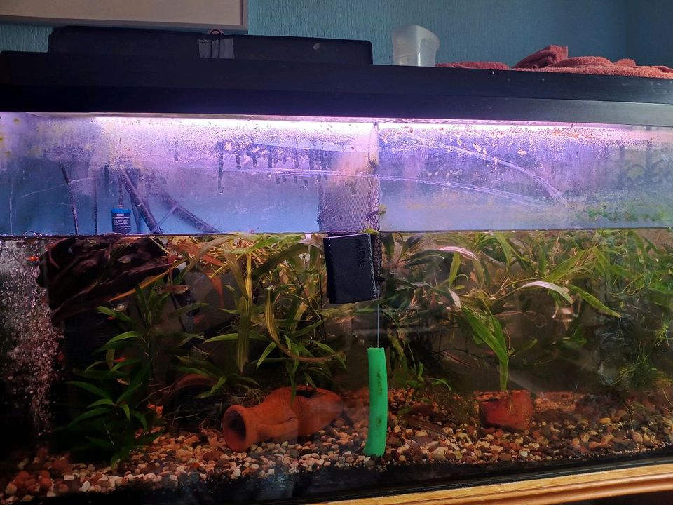 200 Liter Aquarium mit Zubehör in Overath