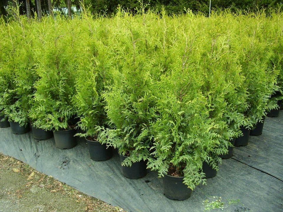 Thuja Smaragd 0,80/1,00H.von 50 Pflanzen 580€ einsch.Versand .. in Lahre