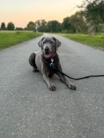 Labrador, 2Jahre , Rüde Rheinland-Pfalz - Konz Vorschau