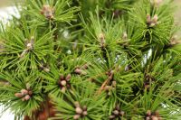 Japanische Rotkiefer Low Glow 25-30cm - Pinus densiflora Niedersachsen - Bad Zwischenahn Vorschau