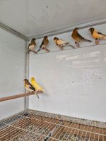 Kanarienvögel Harlekin Nordrhein-Westfalen - Grevenbroich Vorschau