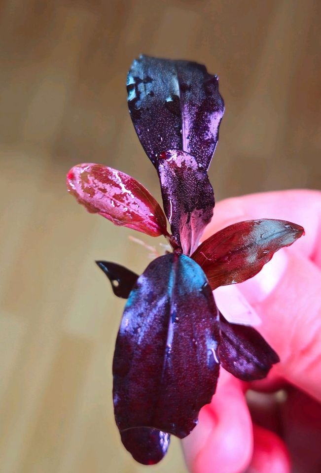 New ⭐❤ blue Whisper ❤⭐ Rare Bucephalandra Aquarium Garnelen Nano in Freiburg im Breisgau