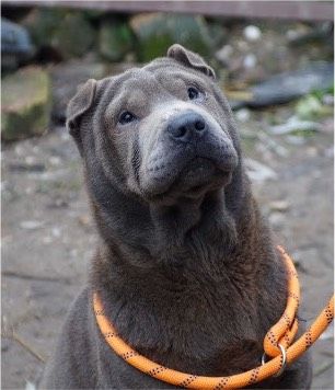 Sarah Shar-Pei Mix Hündin in Burgsinn