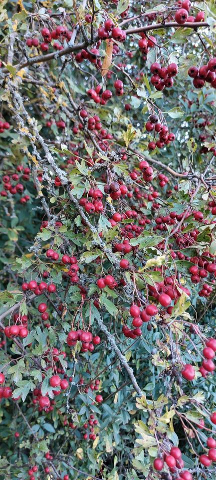 Weißdorn Marmelade in Kulmbach