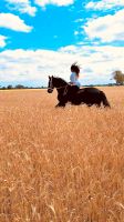 Reitbeteiligung Friese Brandenburg - Sonnewalde Vorschau