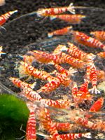 Caridina Red Fancy lightning Stamm Garnelen Nano Aquarium Baden-Württemberg - Schöllbronner Mühle Vorschau