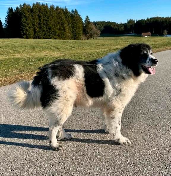 FELIX Tierschutz Hund Rüde in Ingenried