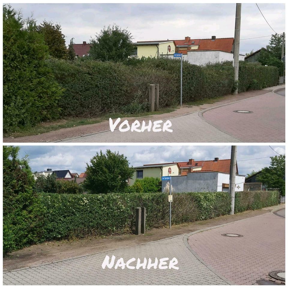 Hecke schneiden Strauch Baum Rasenpflege Laub Unkraut in Schkeuditz