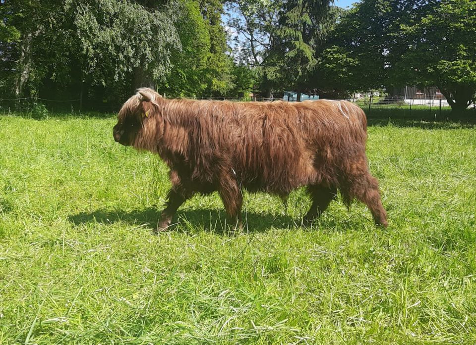 TOP Jungbulle Hochlandrind Highland Cattle aus 2023 in Osterzell