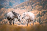 Ponygruppe ab 5 Jahren Baden-Württemberg - Eimeldingen Vorschau