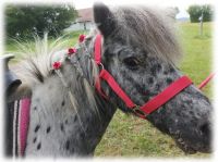 Kindergeburtstag mit Ponys bei euch daheim! Bayern - Bobingen Vorschau