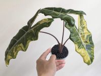 Alocasia pseudo Sanderiana aurea Nordrhein-Westfalen - Herford Vorschau