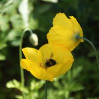 50+ Samen Gelber Waldscheinmohn Meconopsis cambrica für Schatten Nürnberg (Mittelfr) - Aussenstadt-Sued Vorschau